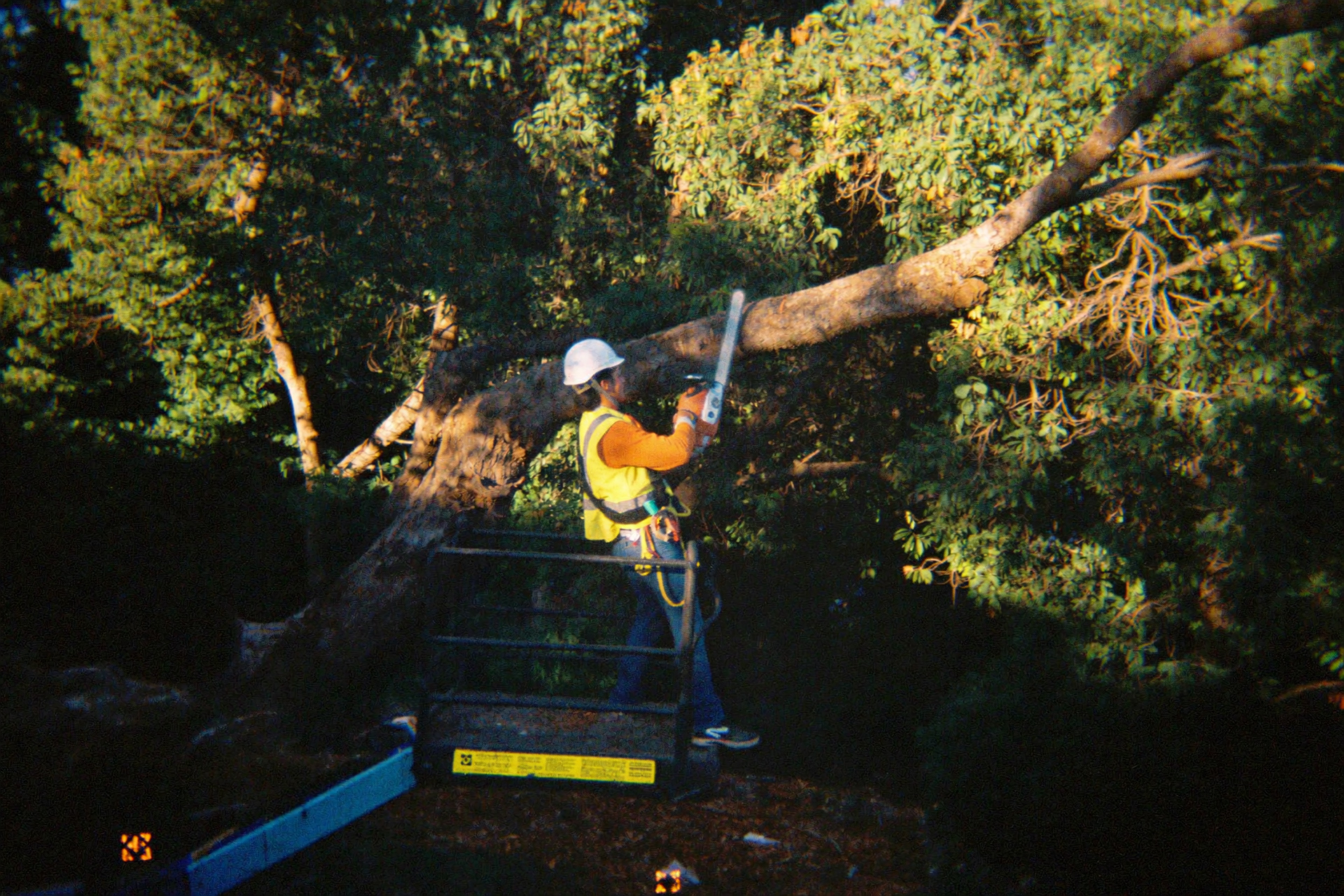 Crew working high in a tree on the lift
